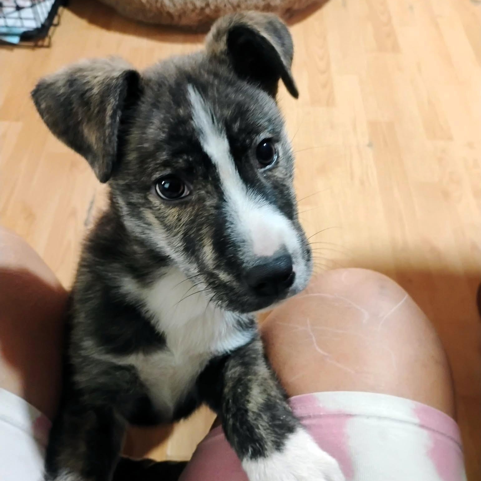 Enlarge Bobby, a Adoptable mixed breed in San Francisco, CA image 3/6
