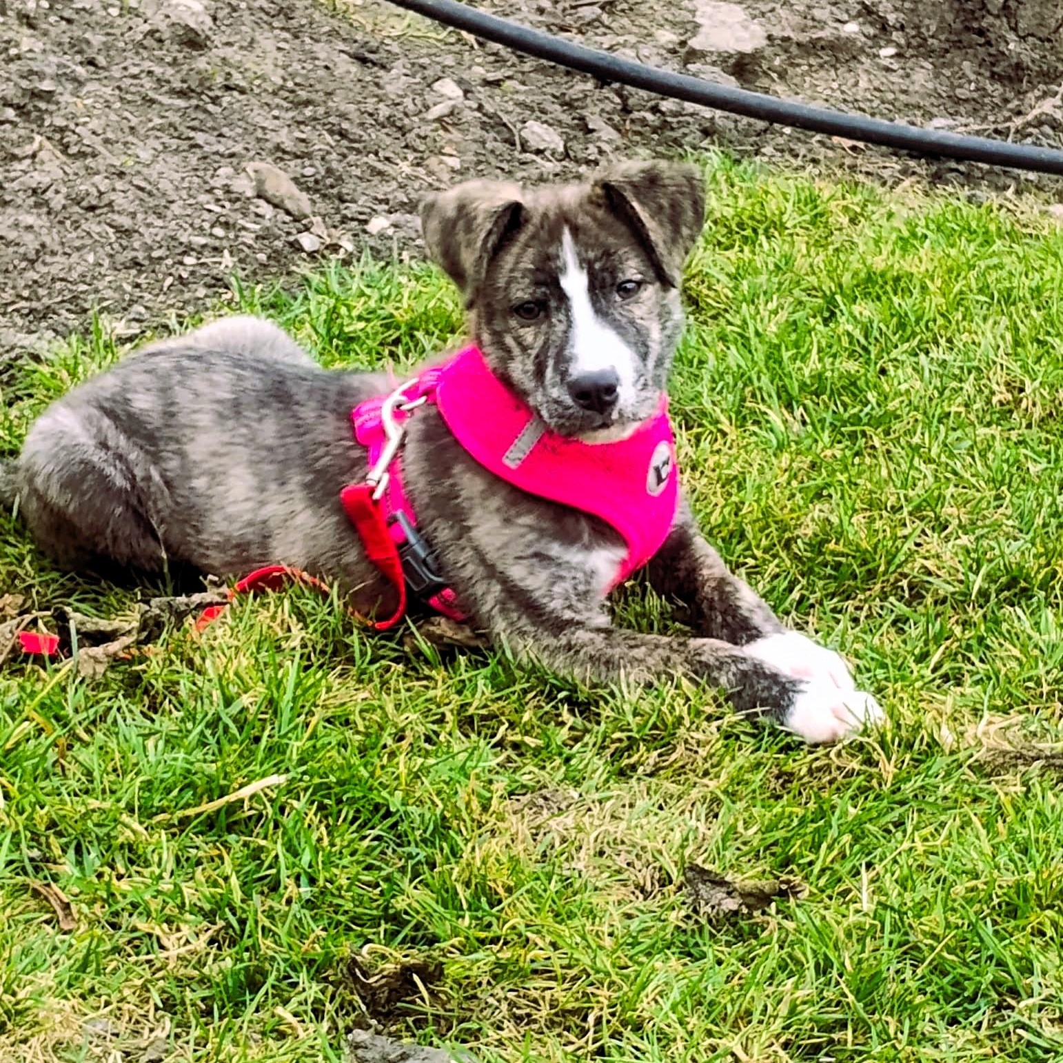 Enlarge Bobby, a Adoptable mixed breed in San Francisco, CA image 2/6