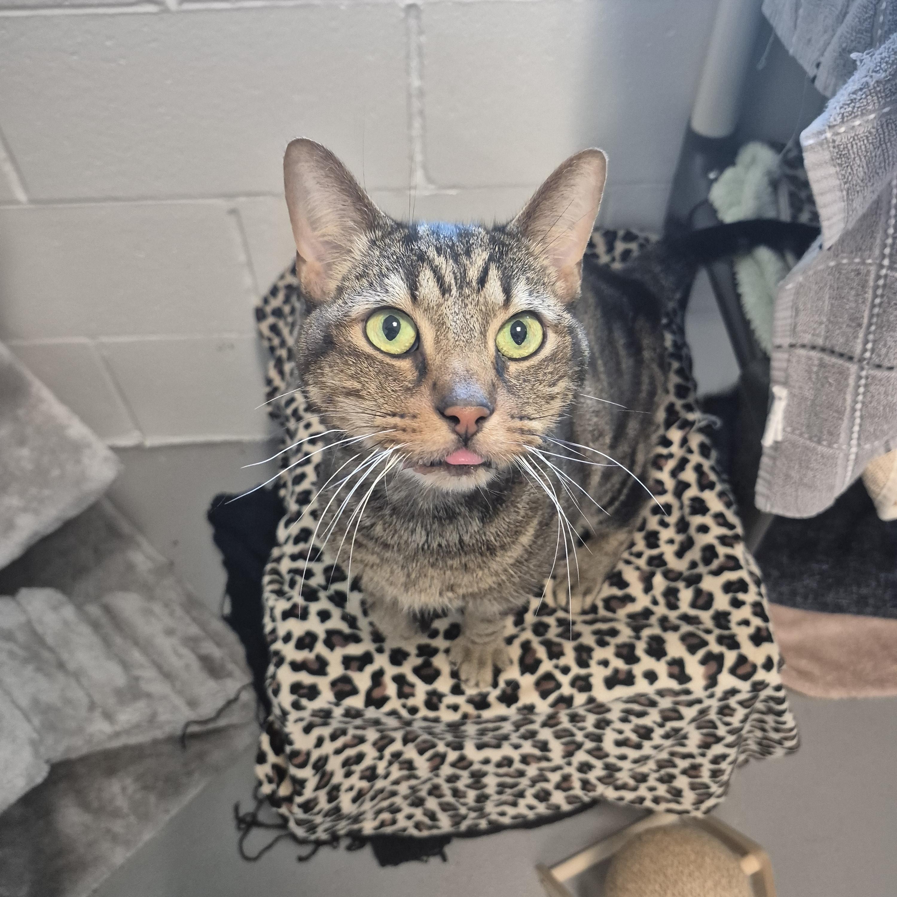 Kimchi, a Adoptable Domestic Short Hair in New Westminster, BC image 1/2