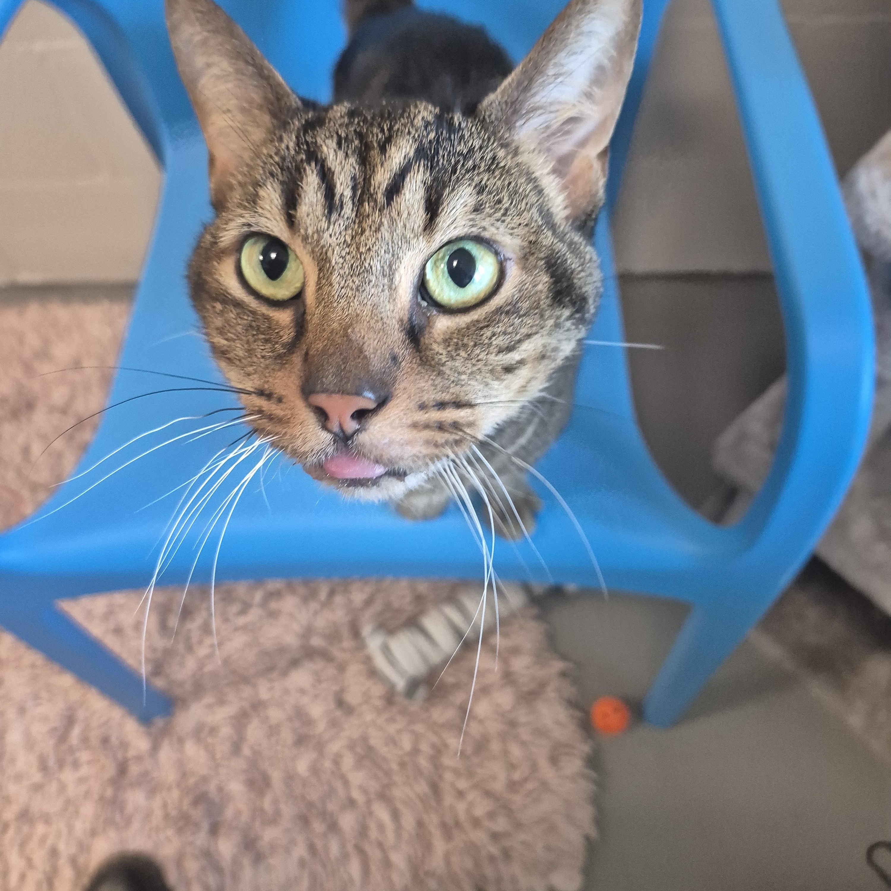 Kimchi, a Adoptable Domestic Short Hair in New Westminster, BC image 2/2