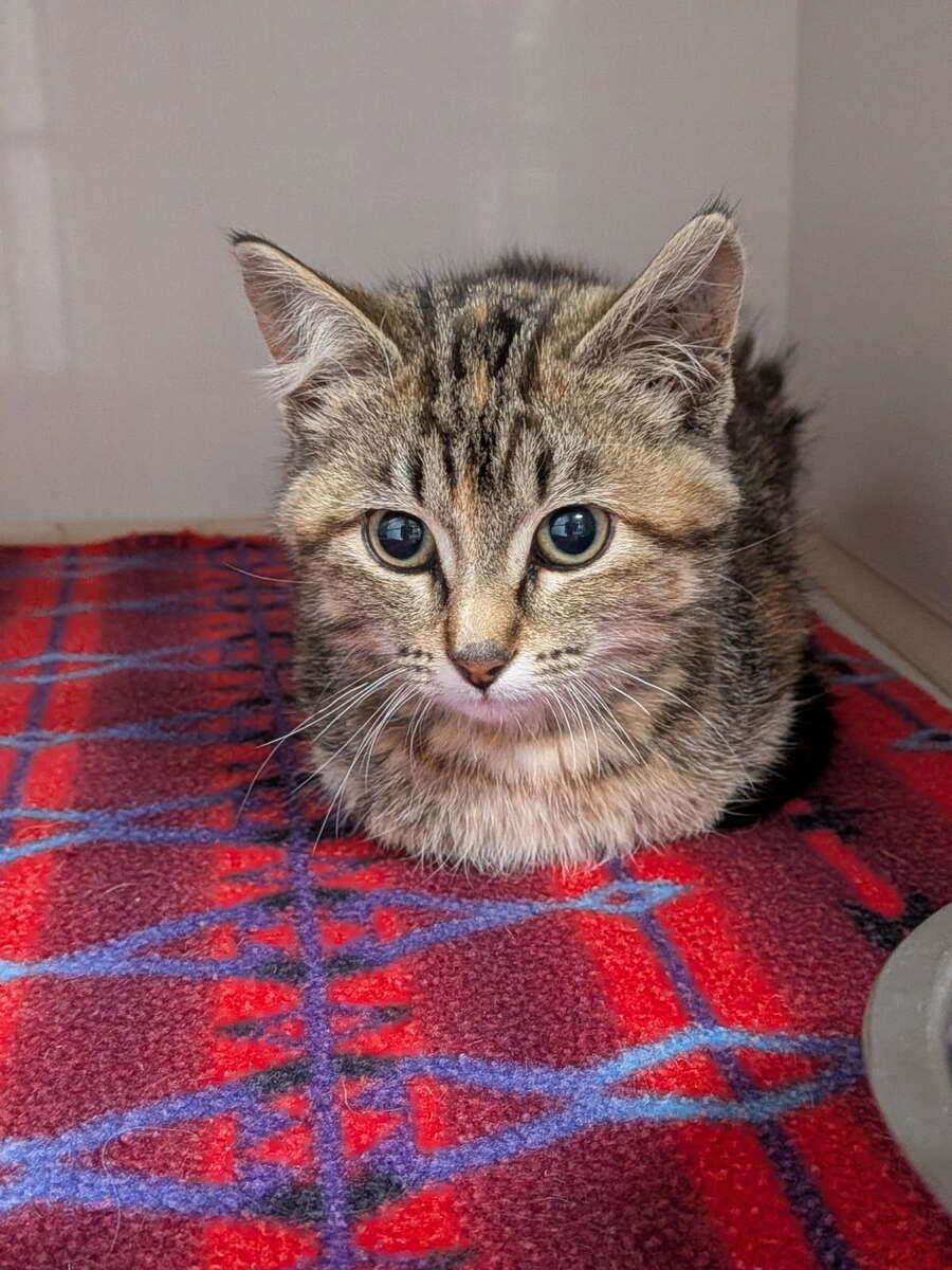 Enlarge Biscotti, a Adoptable Domestic Short Hair in wetaskiwin, AB image 2/2