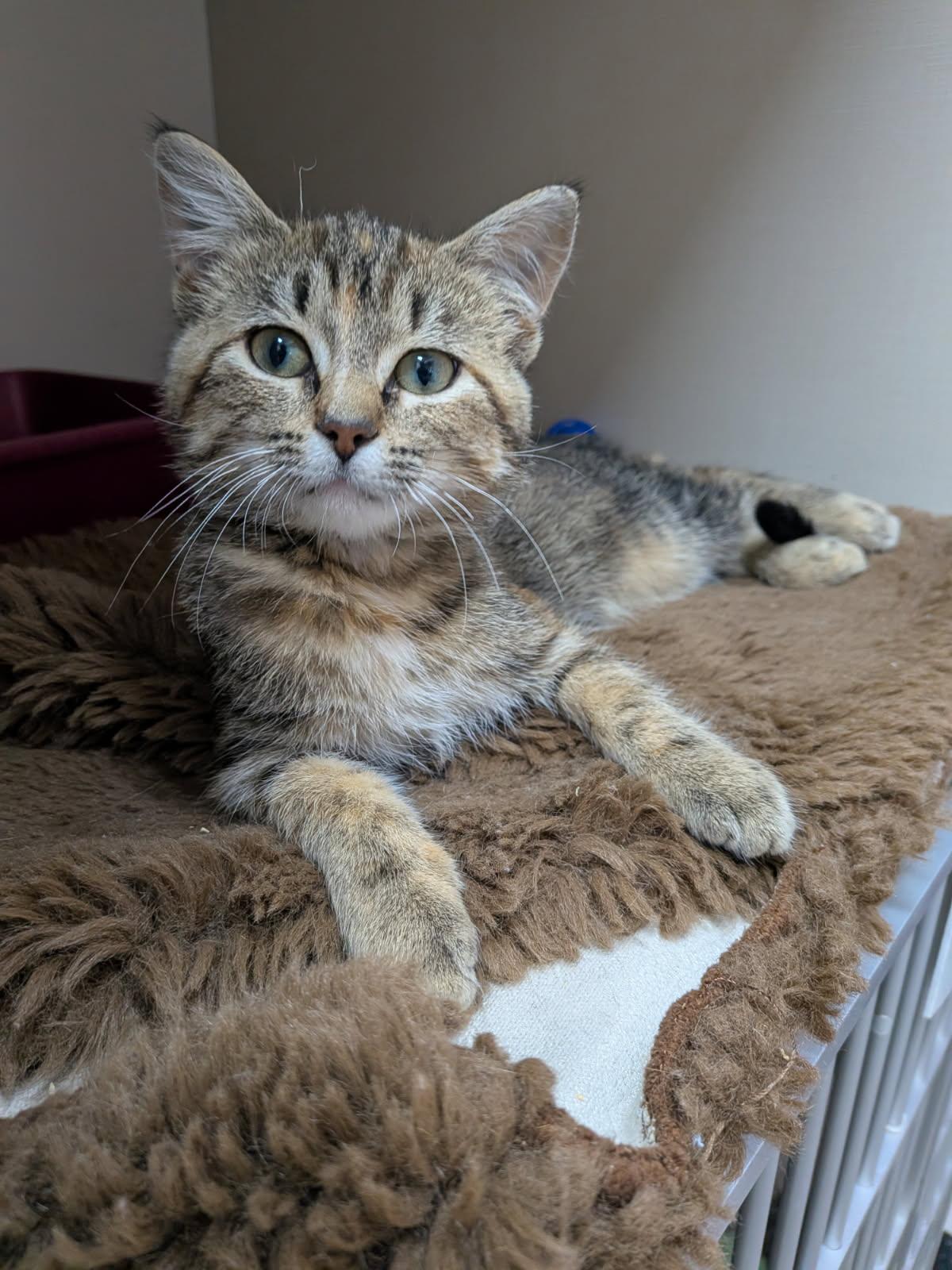 Biscotti, Adoptable, Young Female Domestic Short Hair.