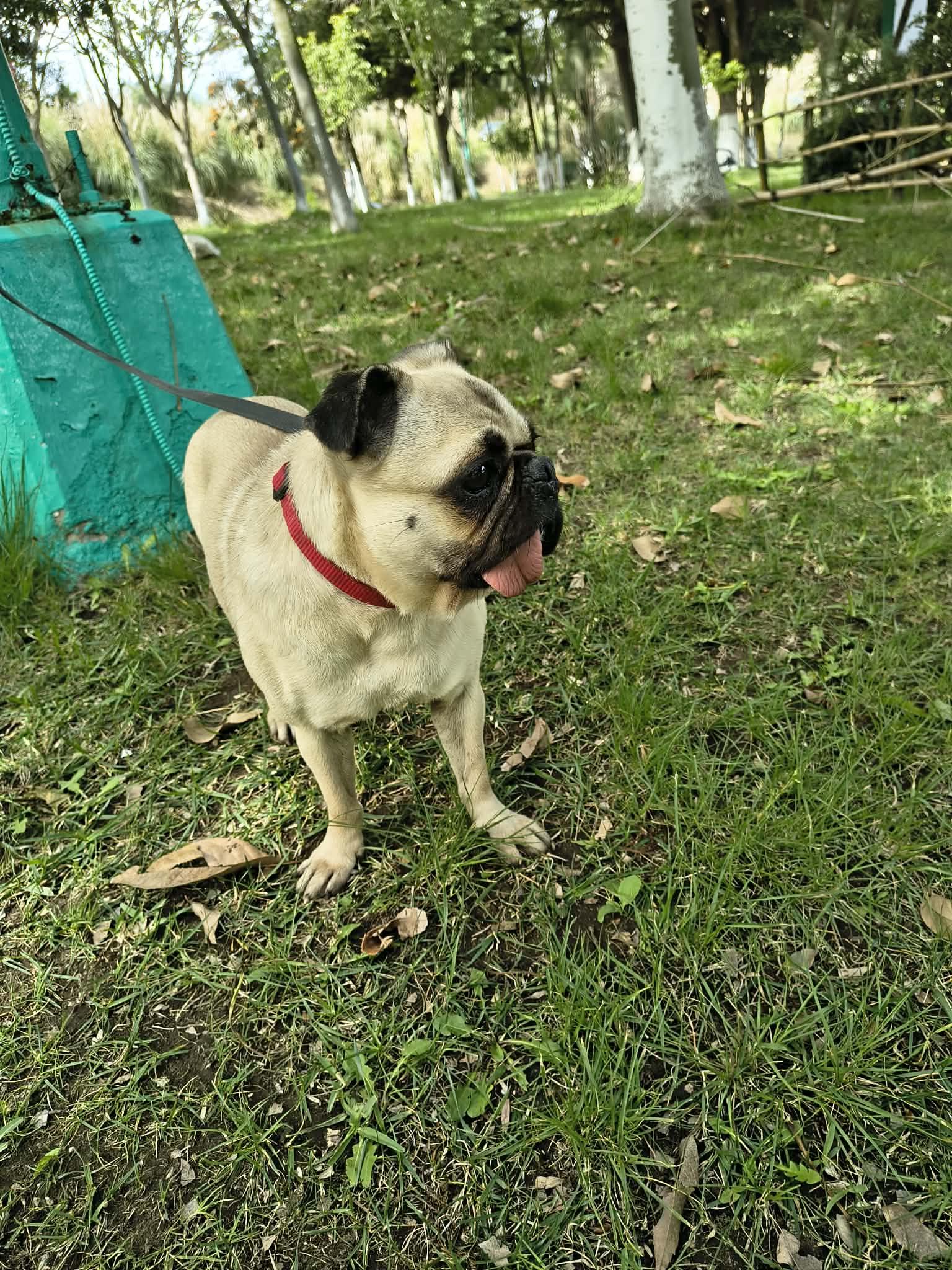 Enlarge HAPPY , a Adoptable Pug in Aliso Viejo, CA image 4/6