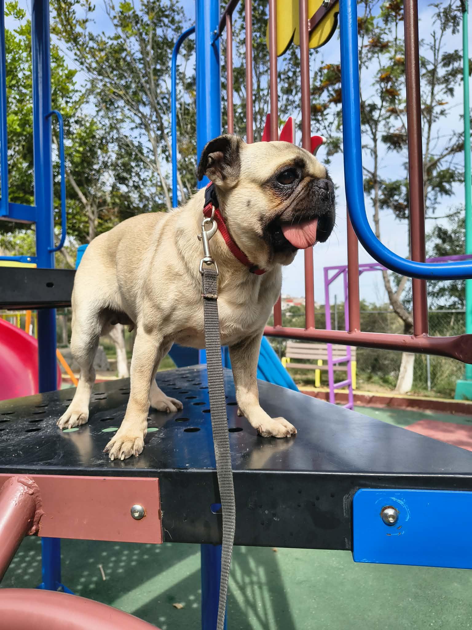 Enlarge HAPPY , a Adoptable Pug in Aliso Viejo, CA image 6/6