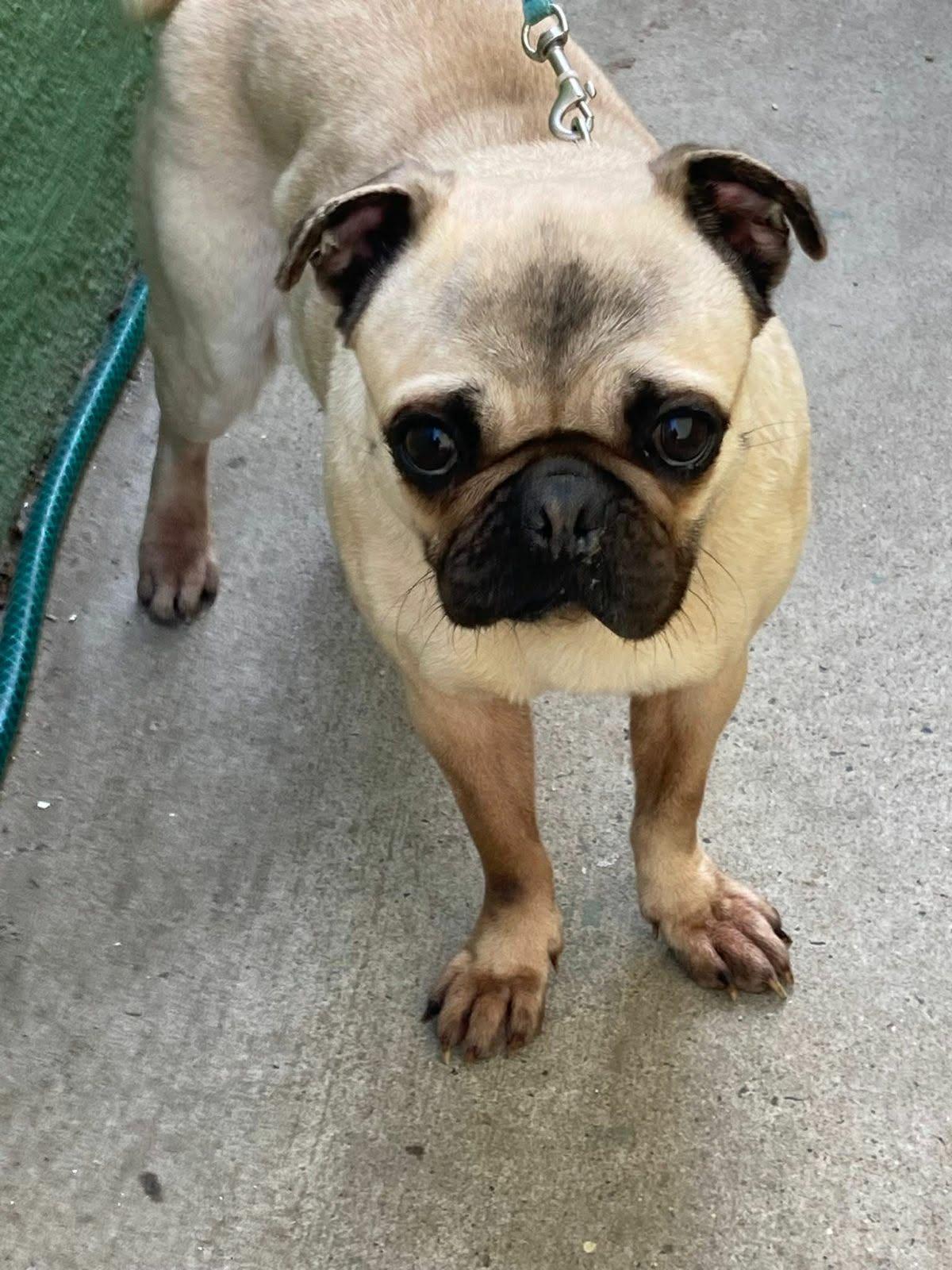 Enlarge HAPPY , a Adoptable Pug in Aliso Viejo, CA image 2/6
