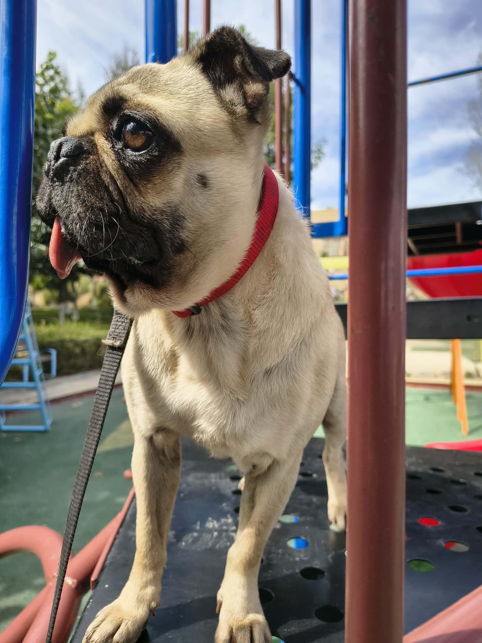 Enlarge HAPPY , a Adoptable Pug in Aliso Viejo, CA image 5/6