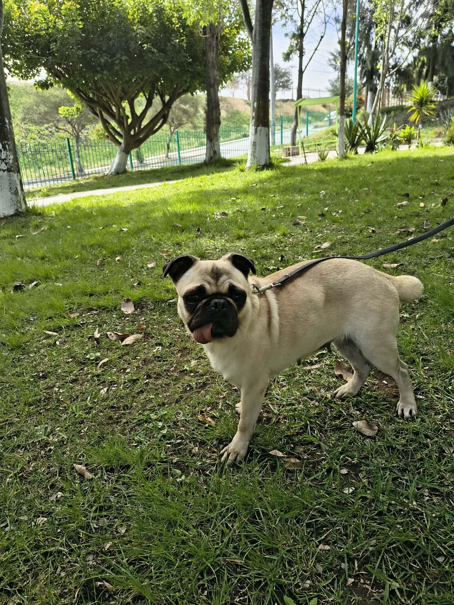 Enlarge HAPPY , a Adoptable Pug in Aliso Viejo, CA image 3/6