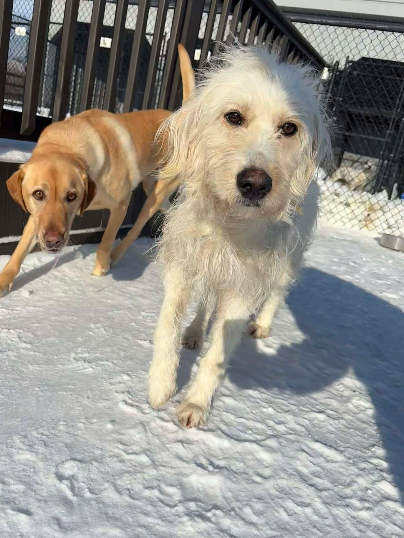 Anastasia, an adoptable mixed breed in Richmond, KY image 6/6