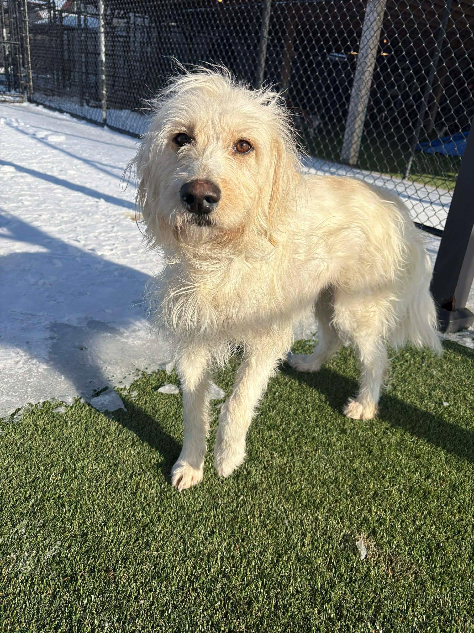 Anastasia, an adoptable mixed breed in Richmond, KY image 1/6