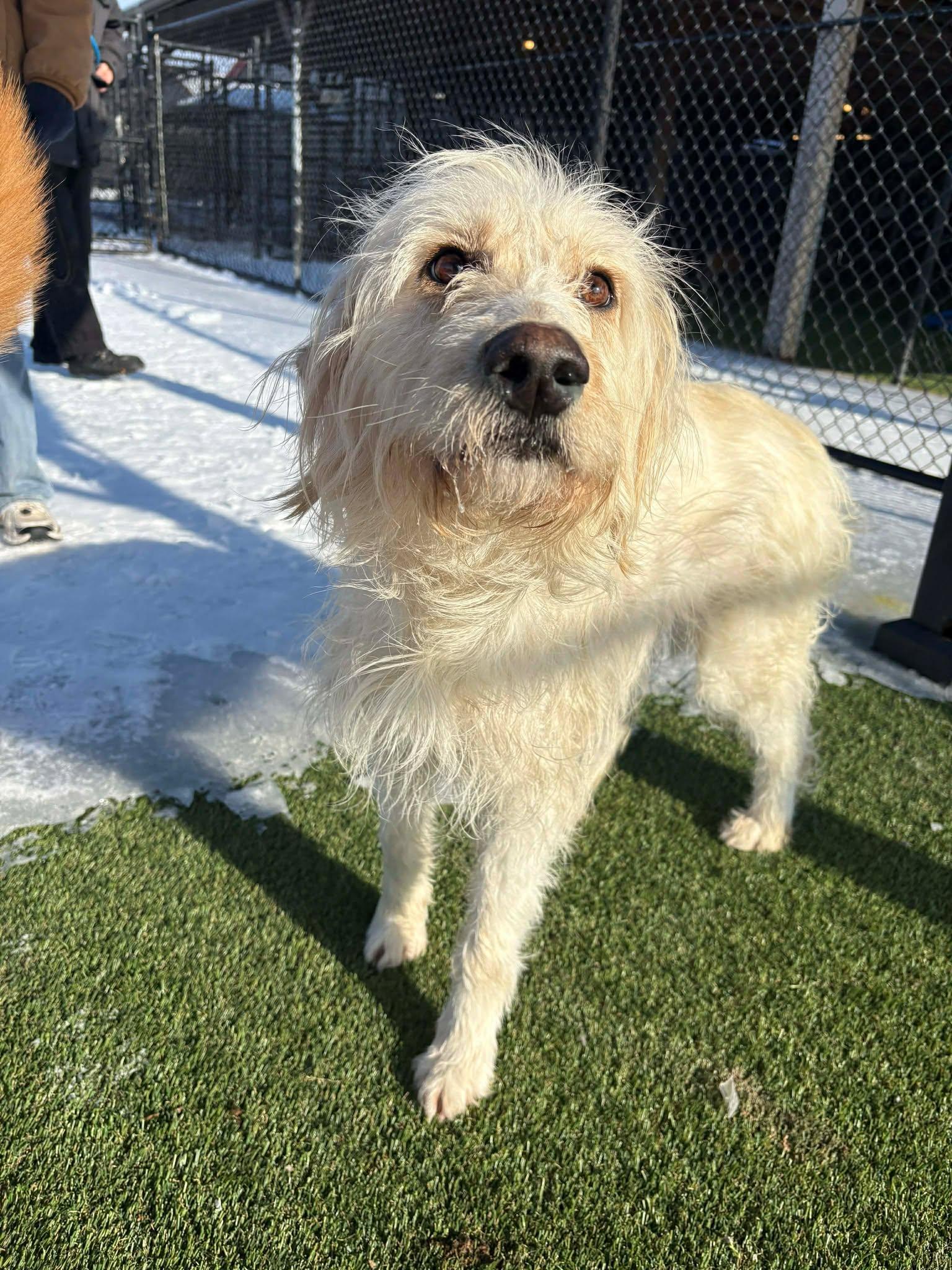 Anastasia, an adoptable mixed breed in Richmond, KY image 4/6