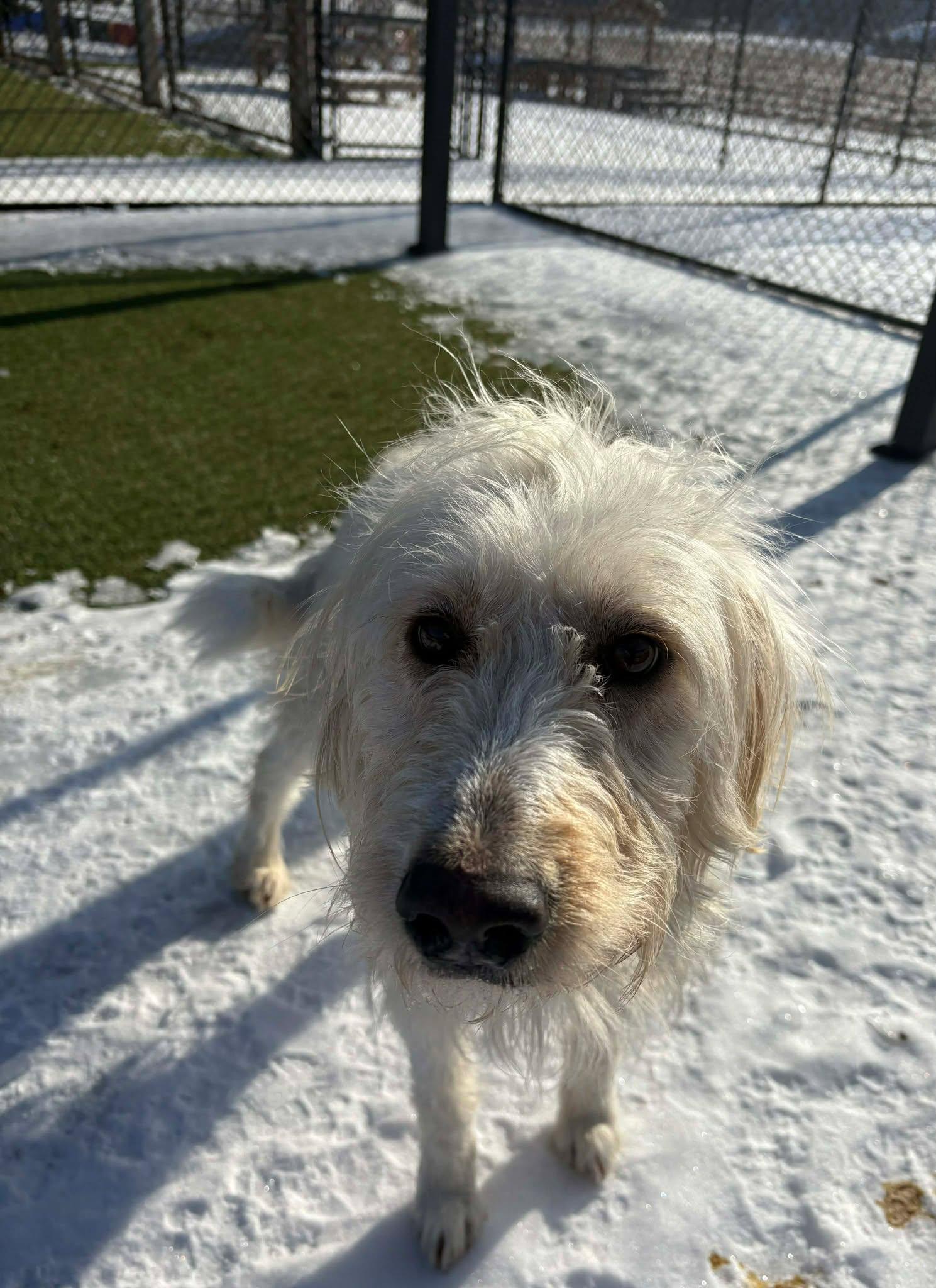Anastasia, an adoptable mixed breed in Richmond, KY image 2/6