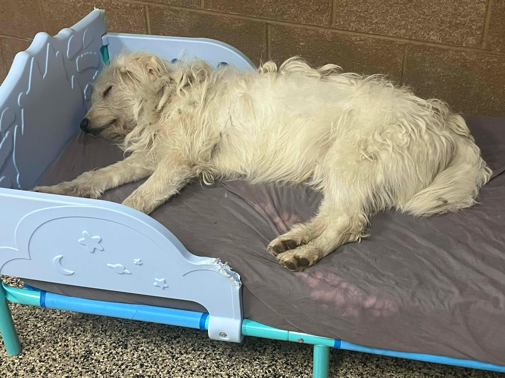 Anastasia, an adoptable mixed breed in Richmond, KY image 5/6