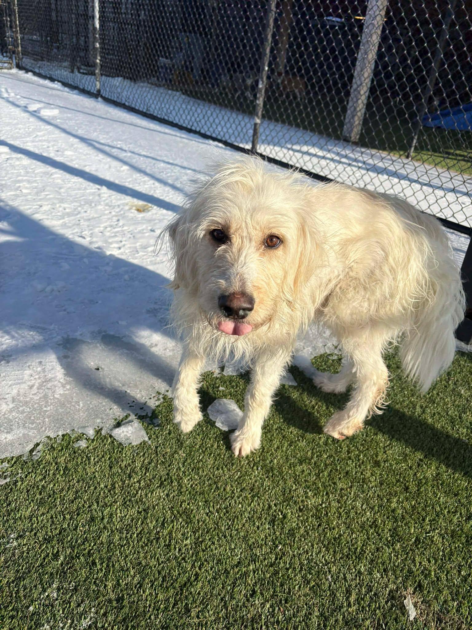 Anastasia, an adoptable mixed breed in Richmond, KY image 3/6