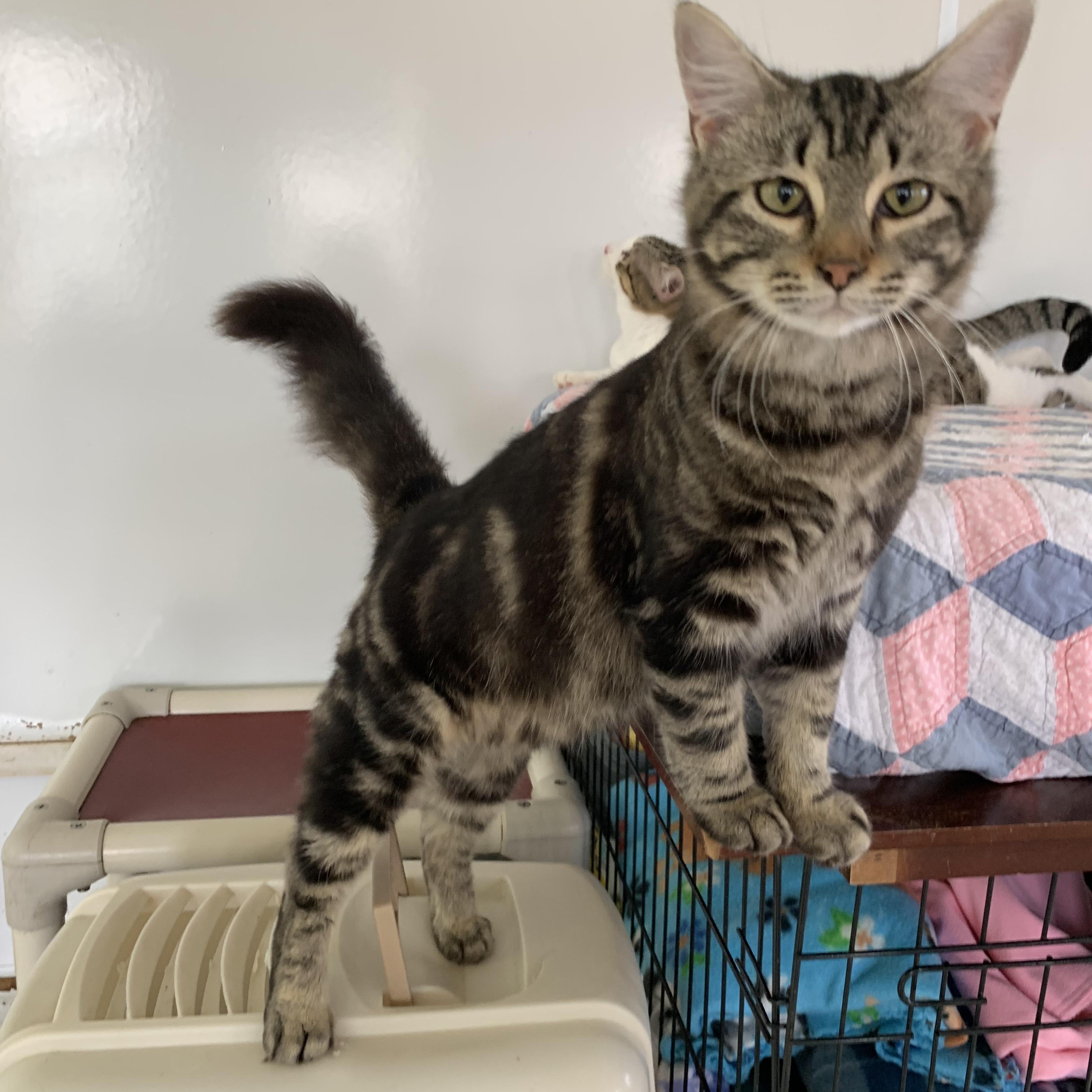 Pepper, Adoptable, Kitten Male Domestic Medium Hair.