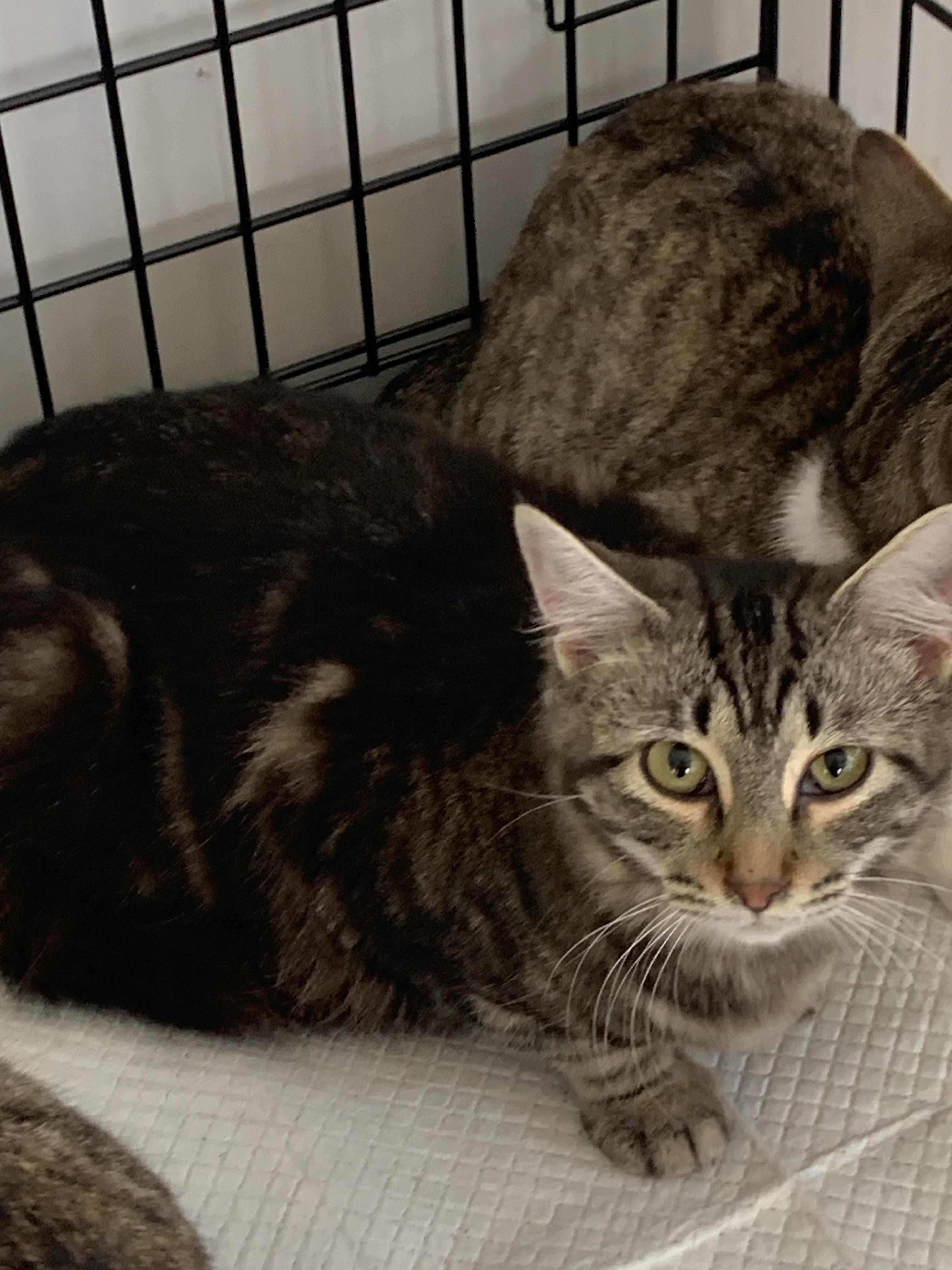 Enlarge Pepper, a Adoptable Domestic Medium Hair in Hearne, TX image 1/2