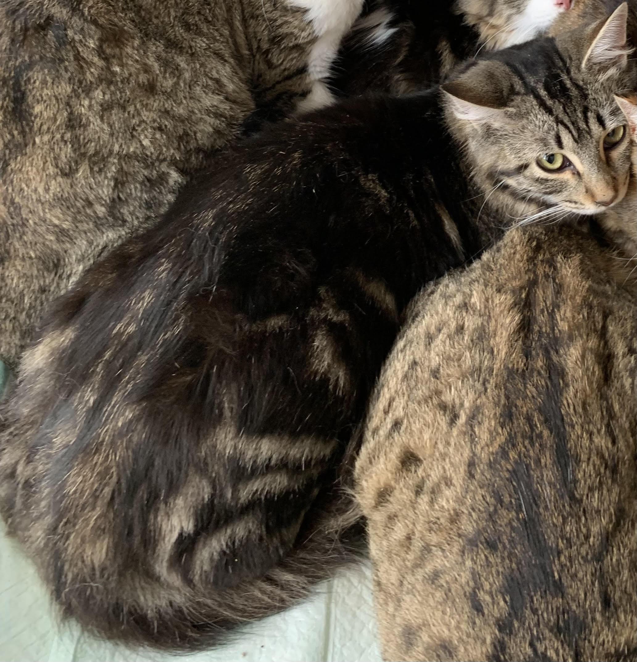 Enlarge Pepper, a Adoptable Domestic Medium Hair in Hearne, TX image 2/2