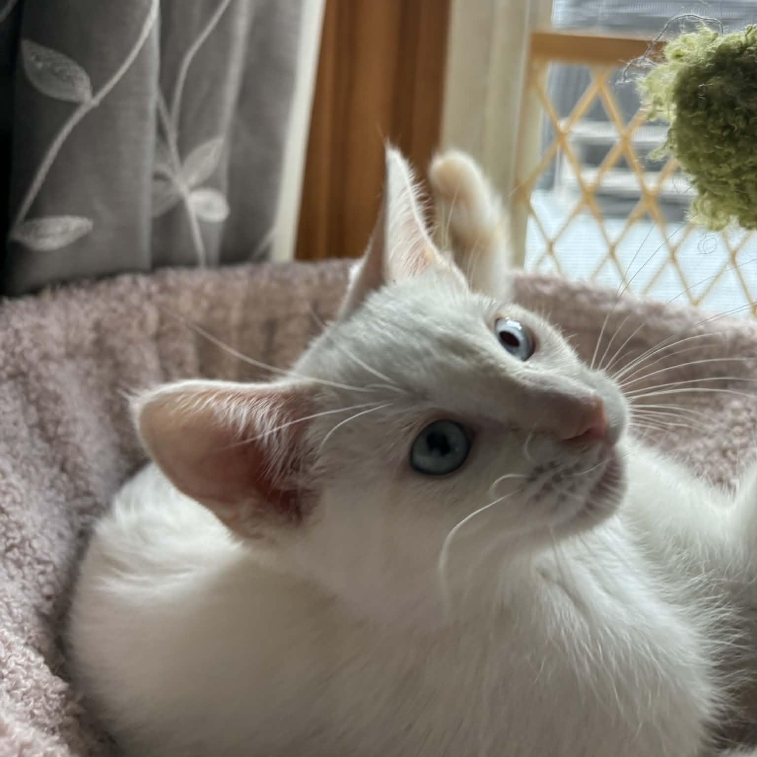 Enlarge Churro, an adopted Siamese in Fairborn, OH image 3/5