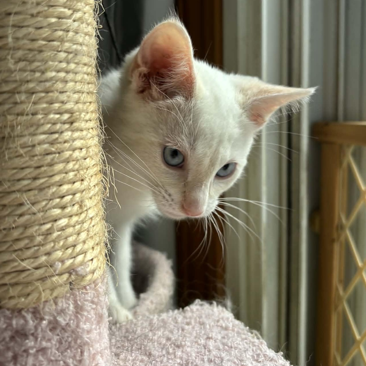 Churro, adopted, Kitten Male Siamese.