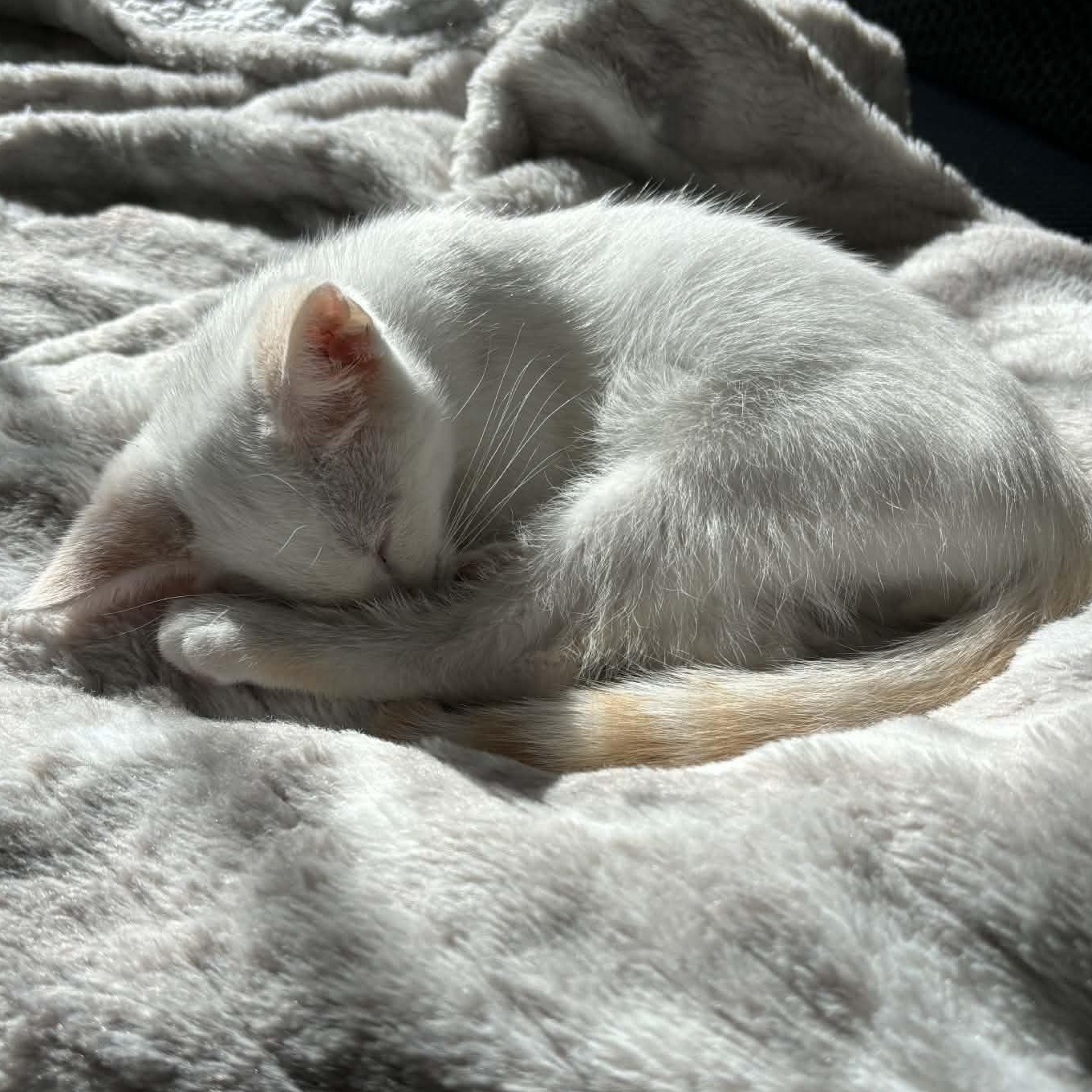 Enlarge Churro, an adopted Siamese in Fairborn, OH image 4/5