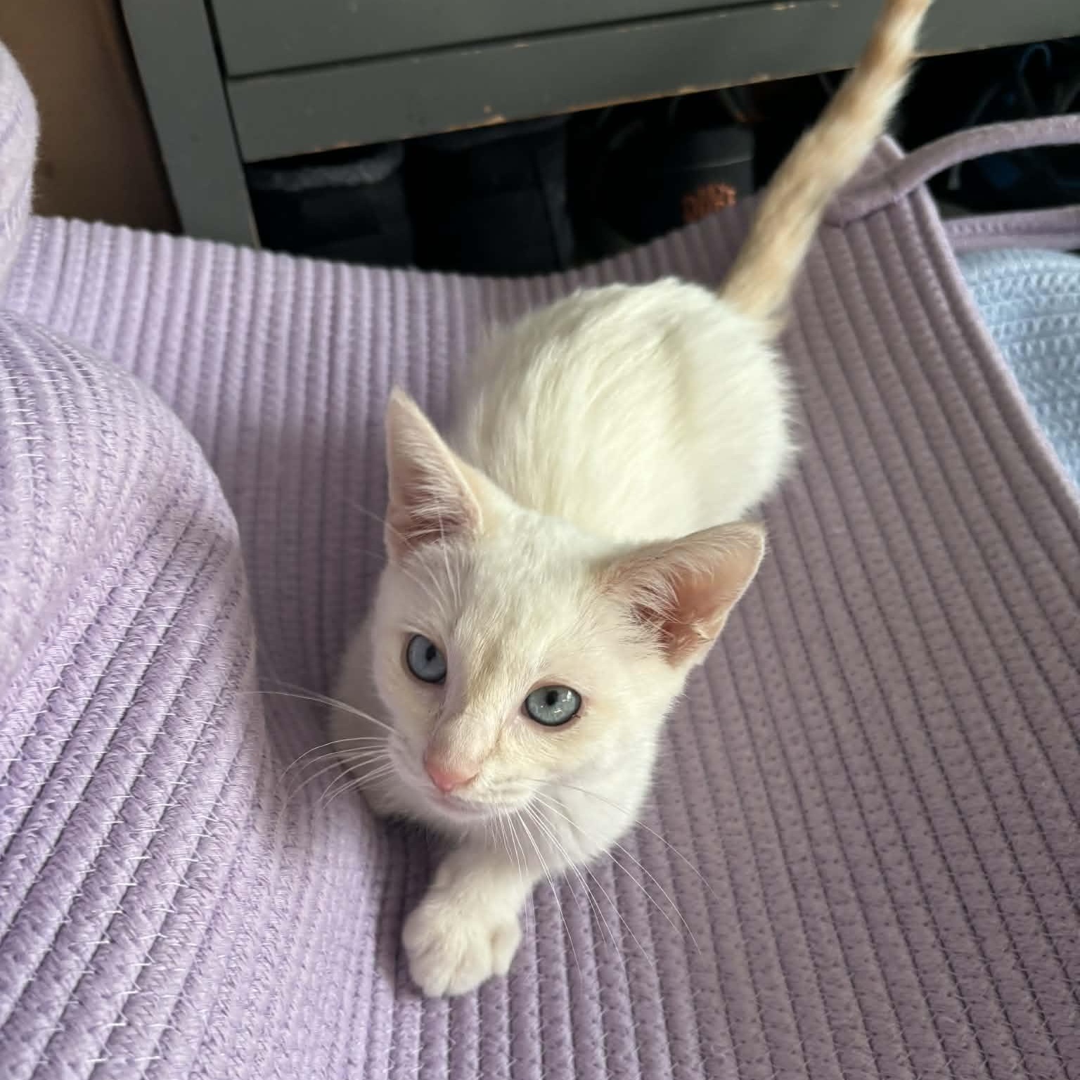 Enlarge Churro, an adopted Siamese in Fairborn, OH image 5/5
