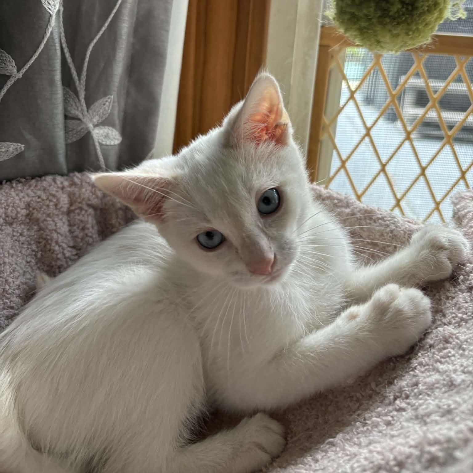 Enlarge Churro, an adopted Siamese in Fairborn, OH image 2/5