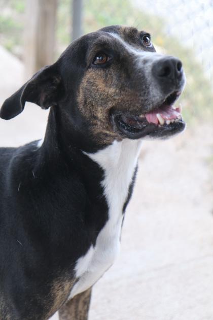 Enlarge Brady, a Adoptable mixed breed in Tyler, TX image 1/3