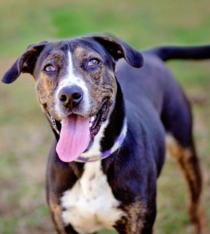 Enlarge Brady, a Adoptable mixed breed in Tyler, TX image 2/3