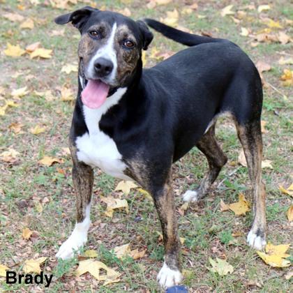 Brady, Adoptable, Young Male Hound & Mixed Breed.