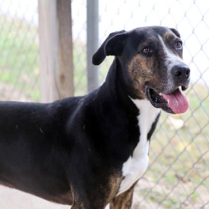 Brady, Adoptable, Young Male Hound & Mixed Breed.