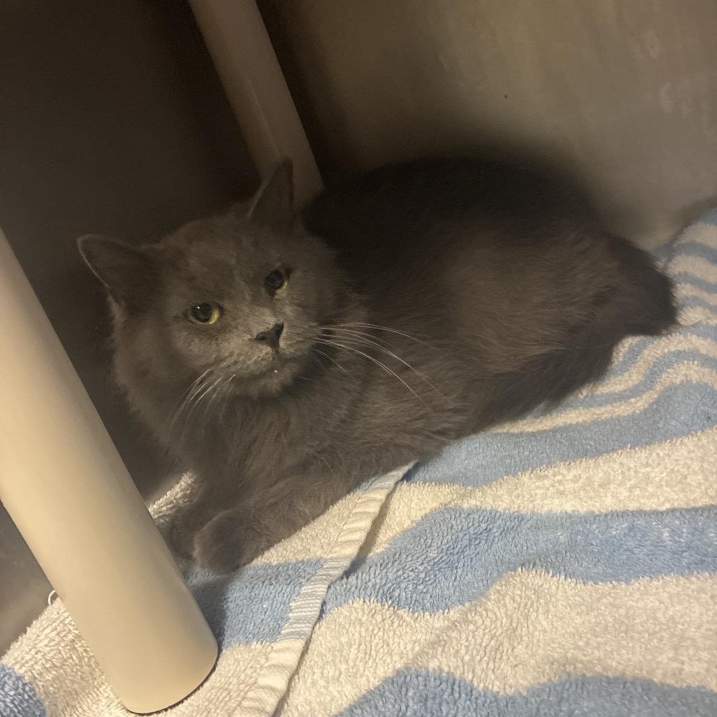 Enlarge Ivory, a Adoptable Domestic Long Hair in Hamilton, GA image 1/3