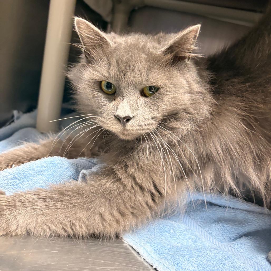 Enlarge Ivory, a Adoptable Domestic Long Hair in Hamilton, GA image 2/3