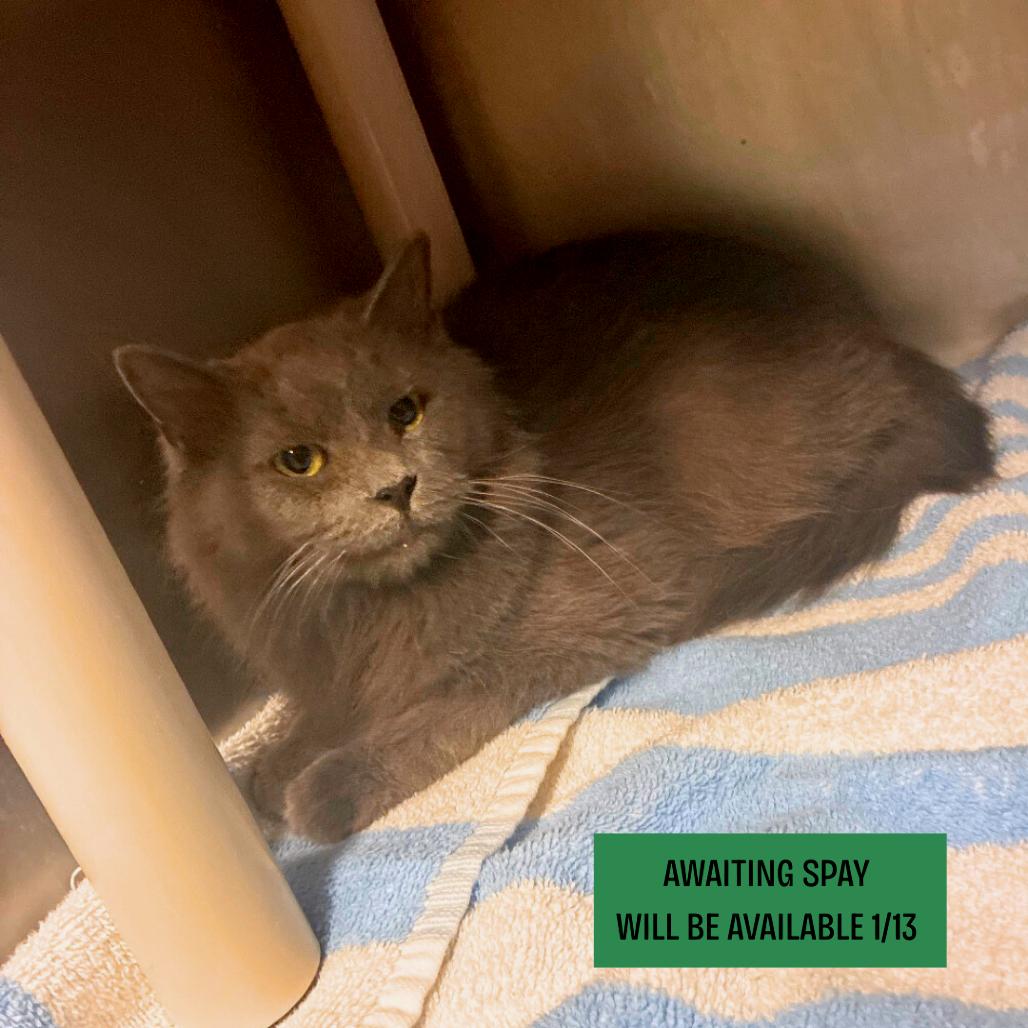 Enlarge Ivory, a Adoptable Domestic Long Hair in Hamilton, GA image 3/3