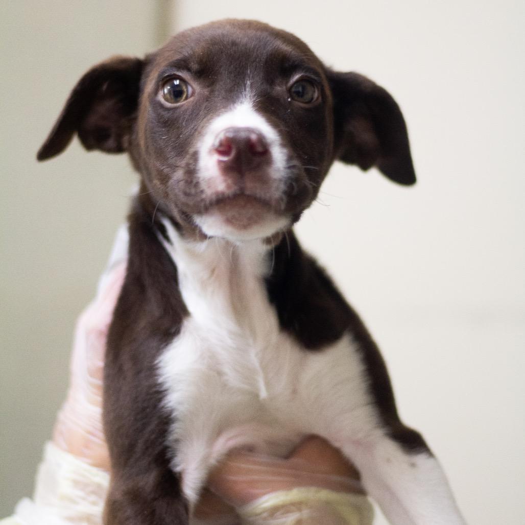 Dante 22109 — thumbnail 2