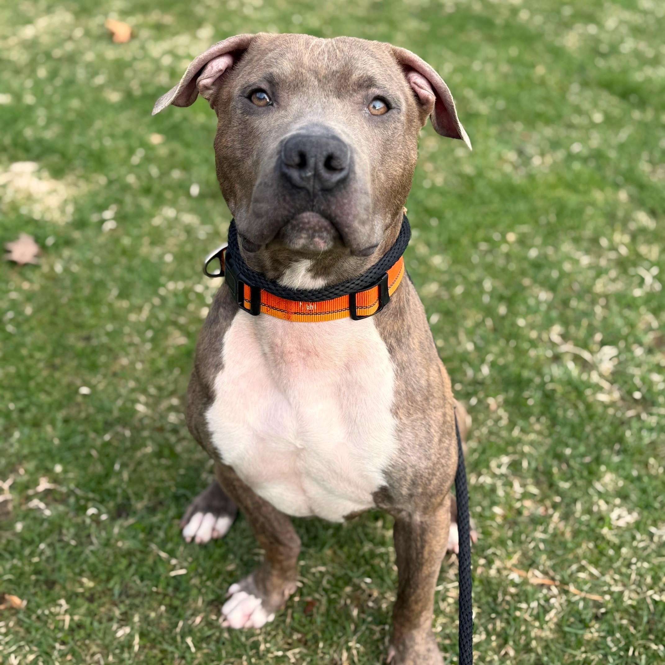 Tank, Adoptable, Young Male Mixed Breed.