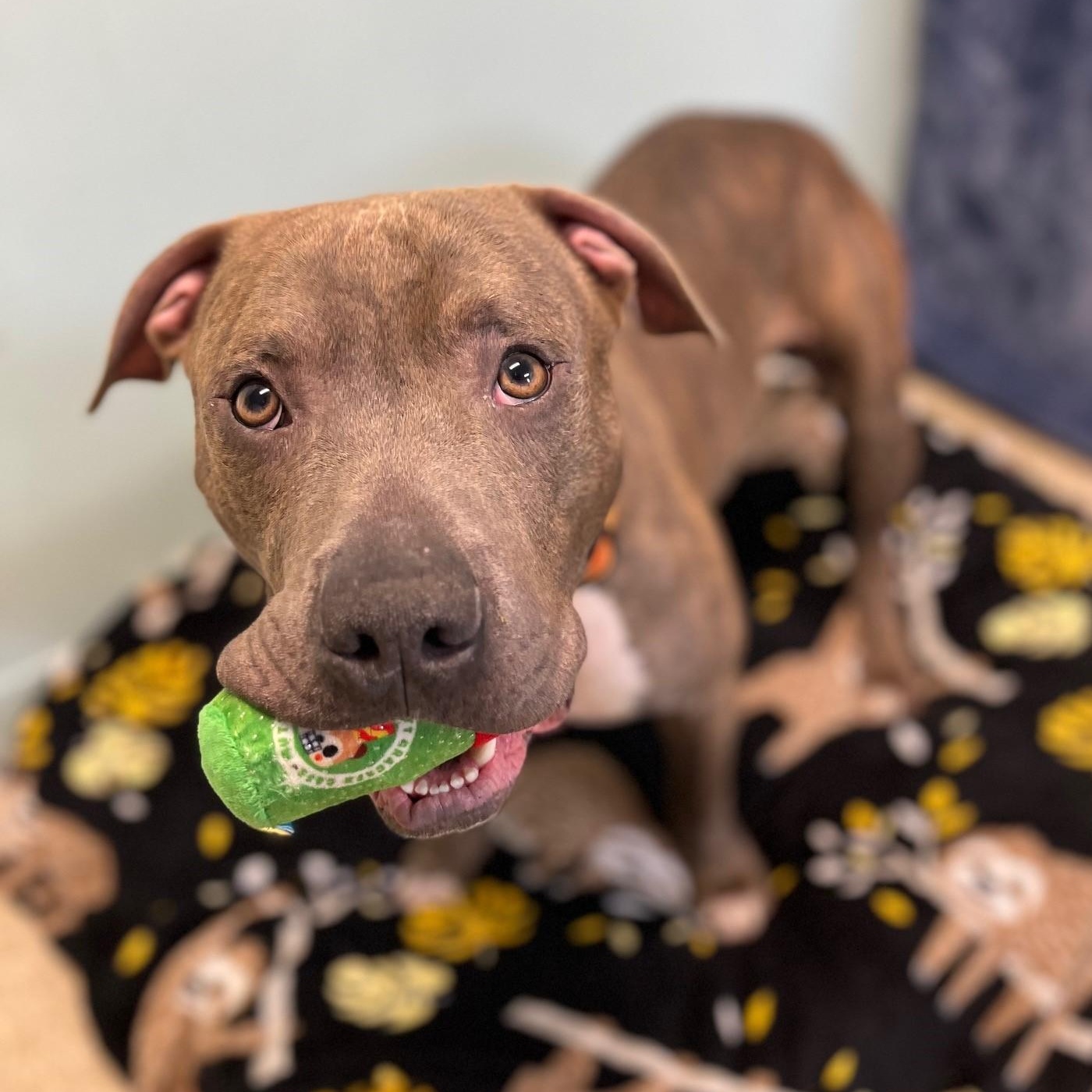 Tank, a Adoptable Mixed Breed in Brookhaven, NY image 4/5