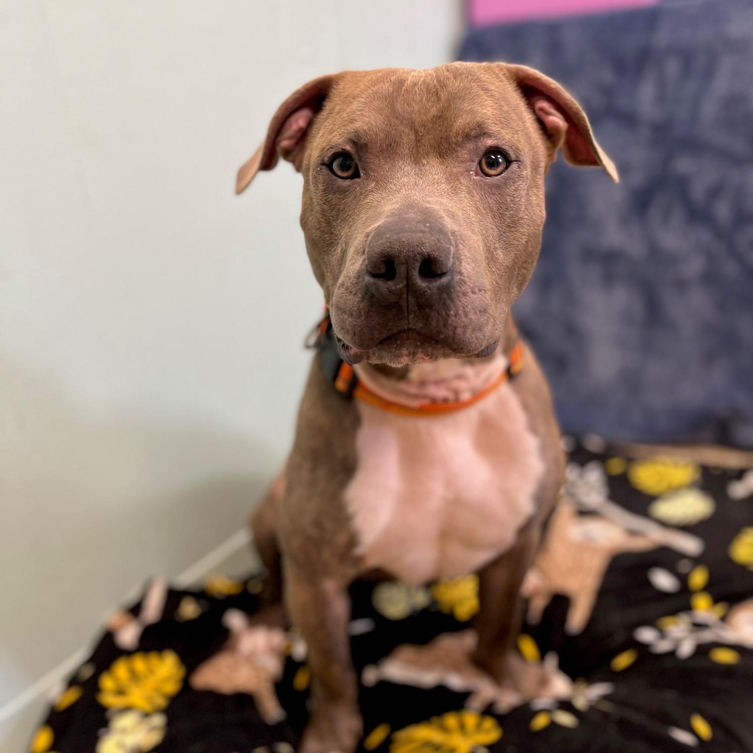 Tank, a Adoptable Mixed Breed in Brookhaven, NY image 2/5