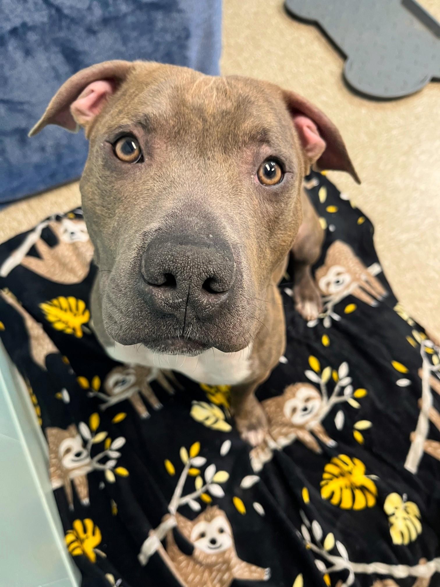 Tank, a Adoptable Mixed Breed in Brookhaven, NY image 5/5