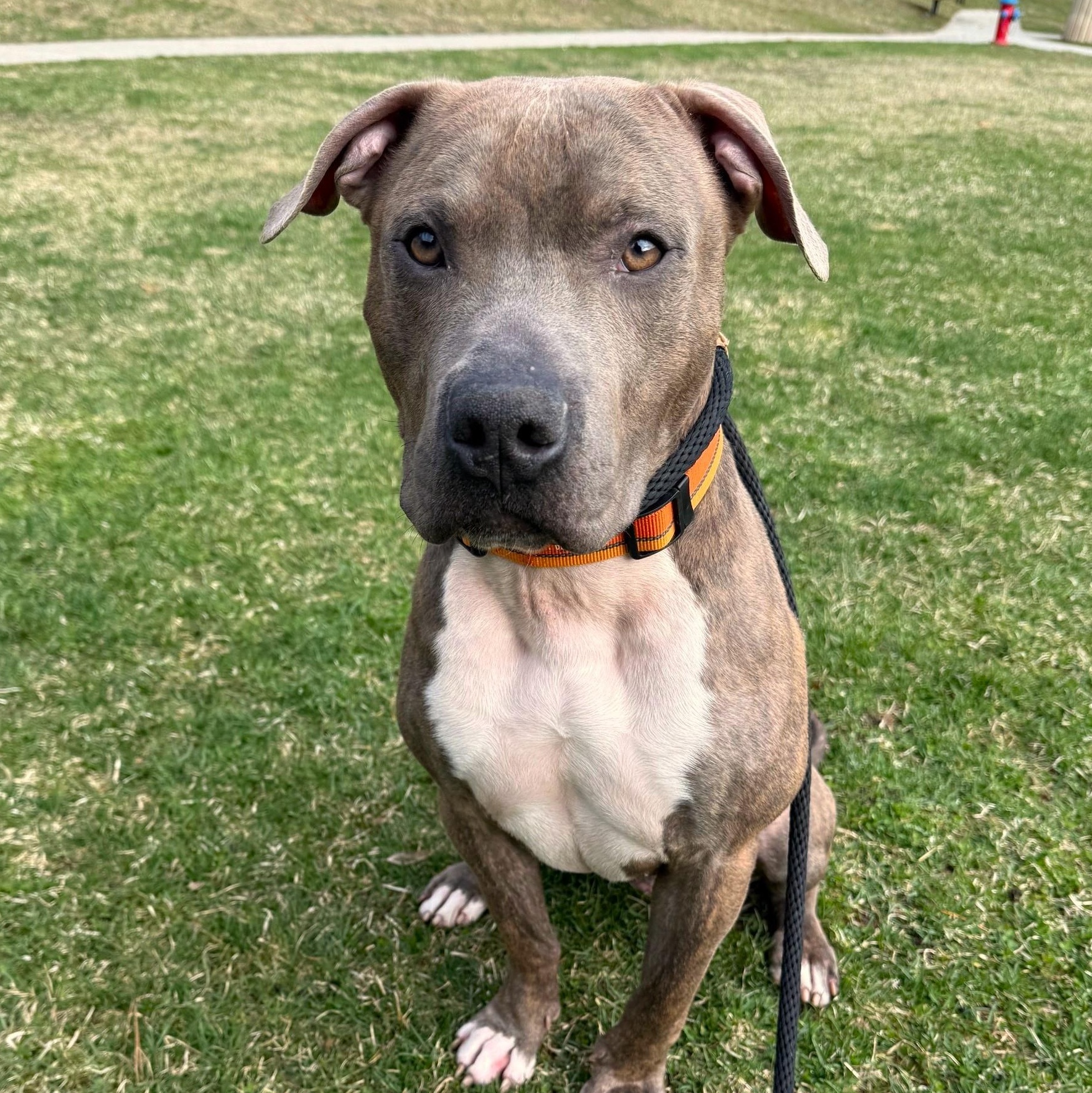 Tank, a Adoptable Mixed Breed in Brookhaven, NY image 3/5