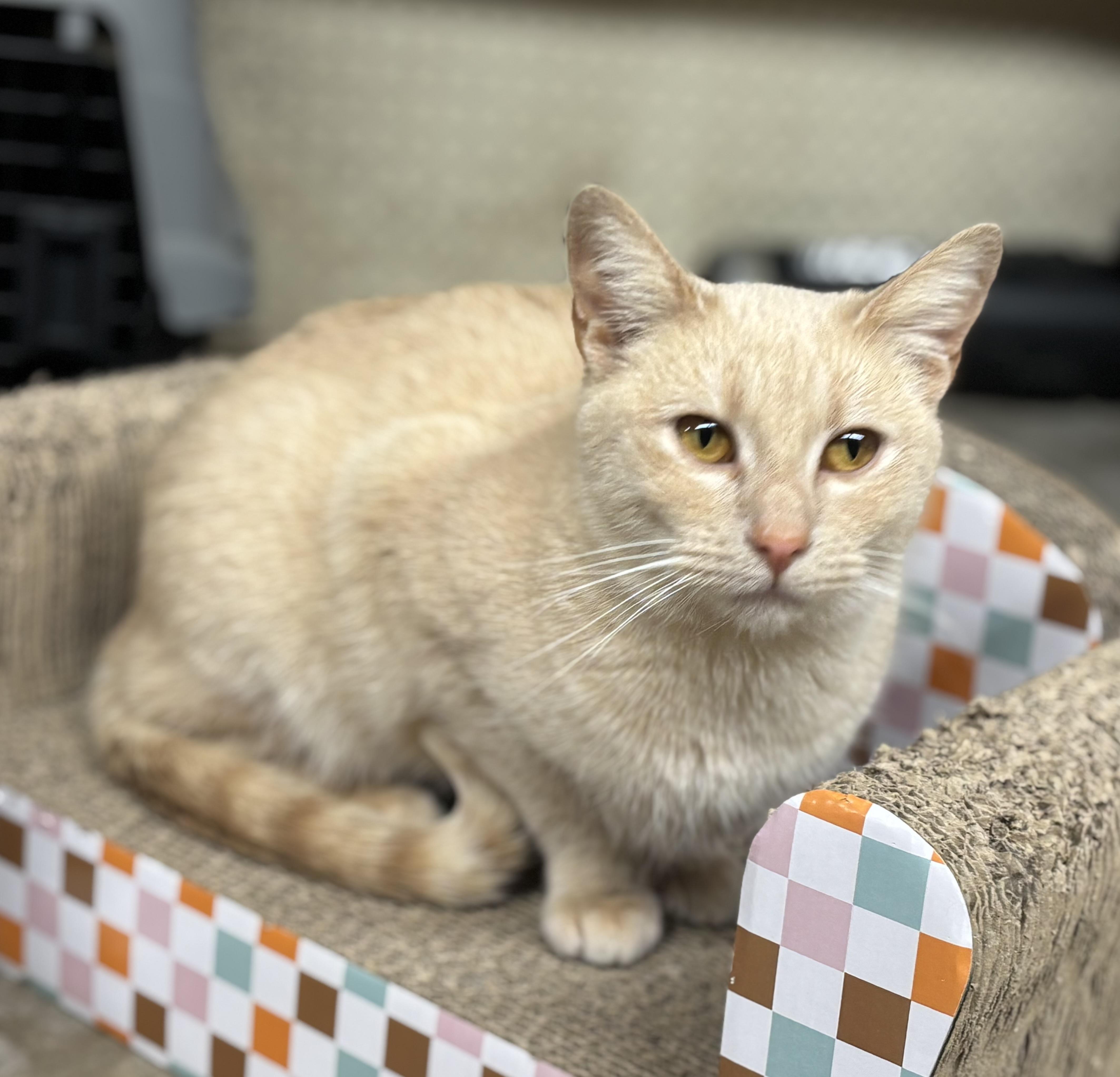 Polly, a ADOPTABLE Extra-Toes Cat / Hemingway Polydactyl in Melbourne, AR image 2/6