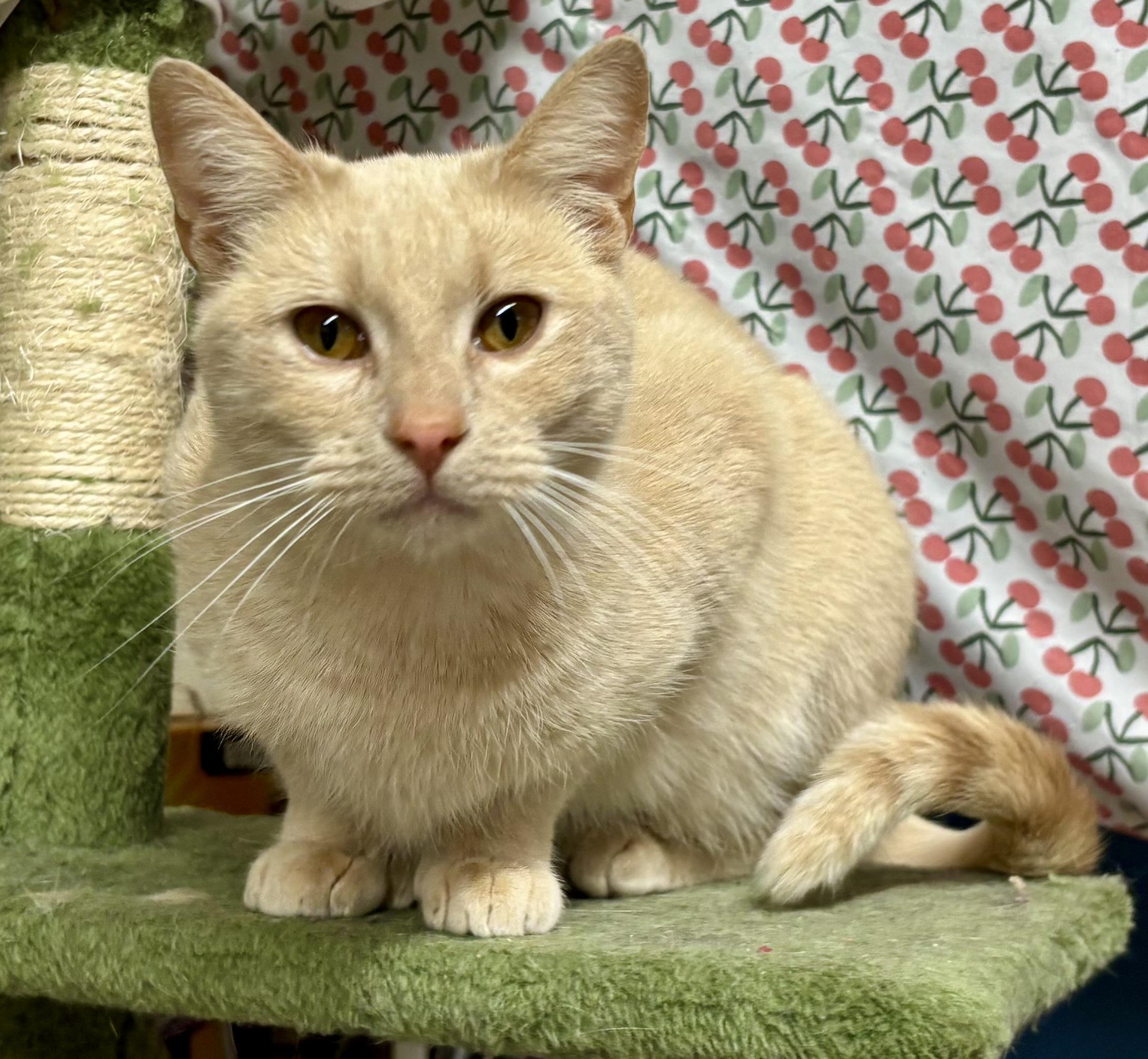 Polly, a ADOPTABLE Extra-Toes Cat / Hemingway Polydactyl in Melbourne, AR image 3/6