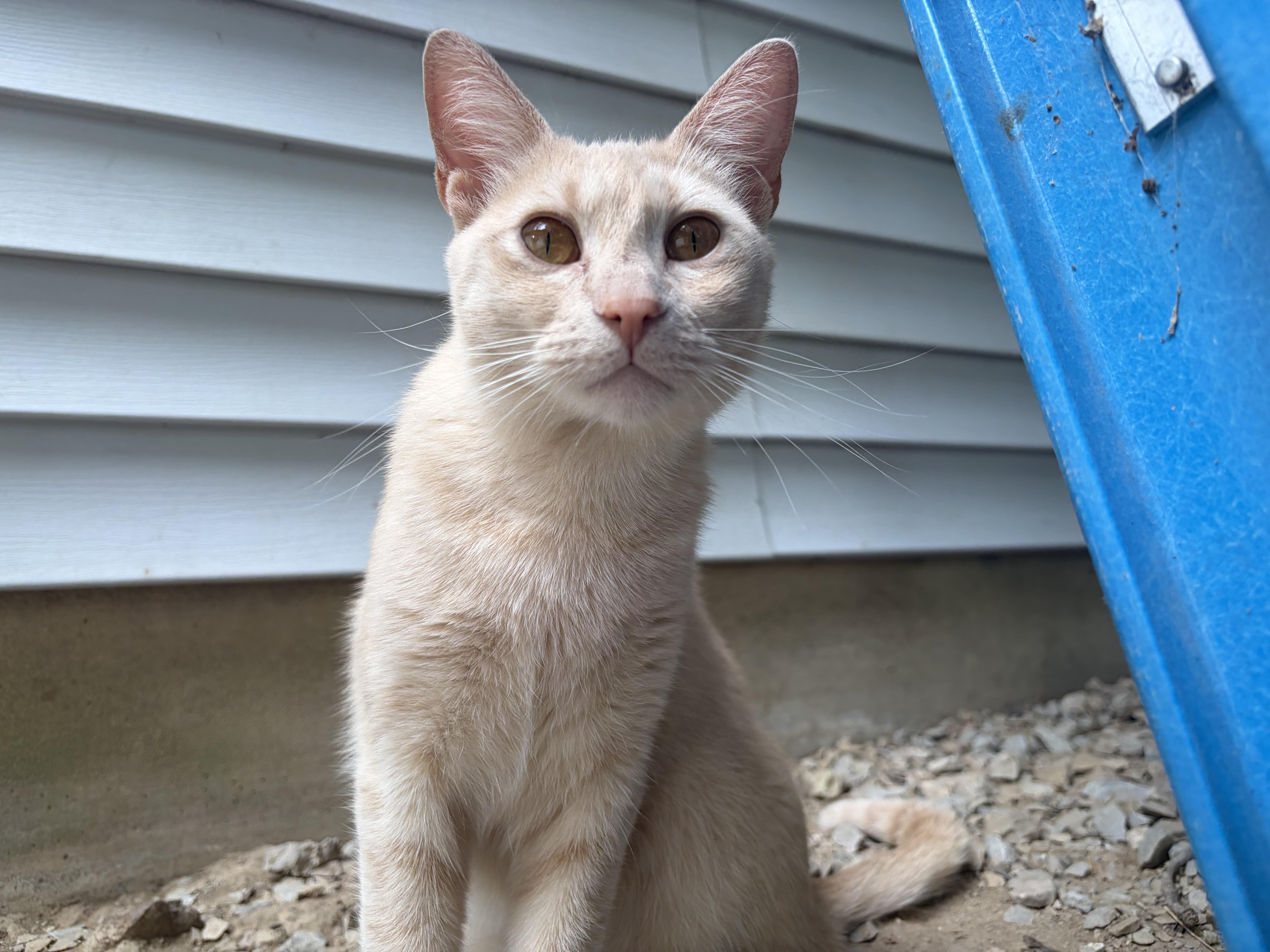 Polly, ADOPTABLE, Adult Female Extra-Toes Cat / Hemingway Polydactyl.