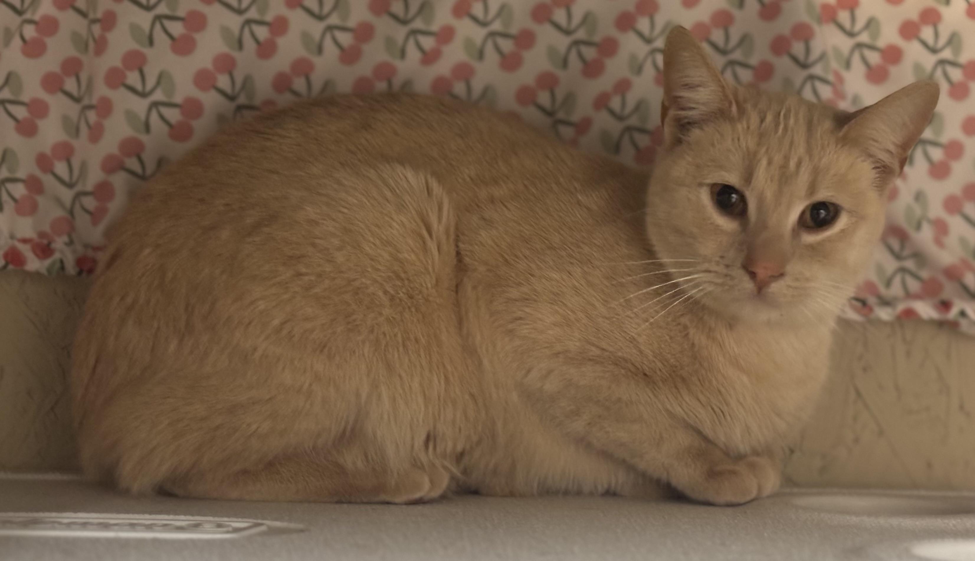 Polly, a ADOPTABLE Extra-Toes Cat / Hemingway Polydactyl in Melbourne, AR image 6/6