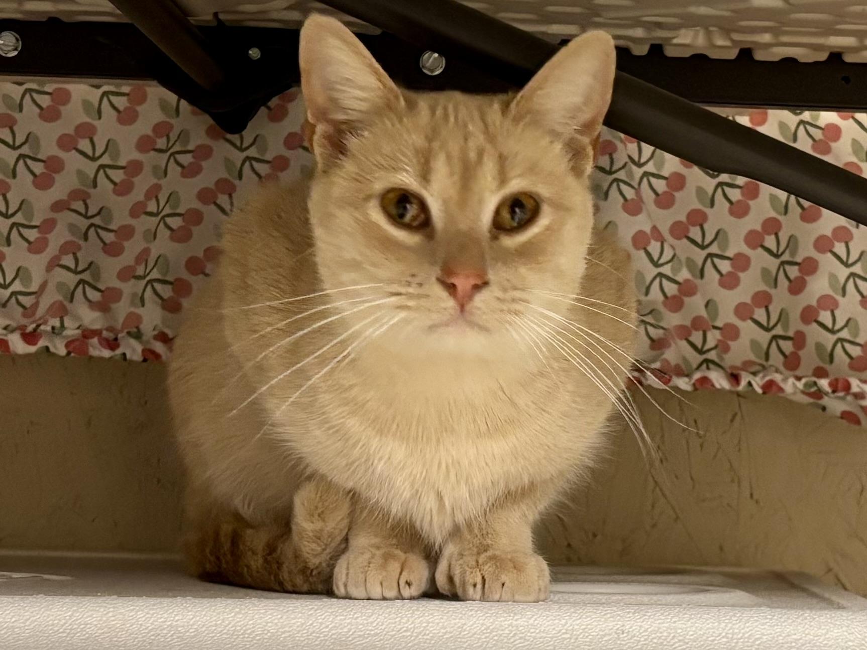 Polly, a ADOPTABLE Extra-Toes Cat / Hemingway Polydactyl in Melbourne, AR image 5/6