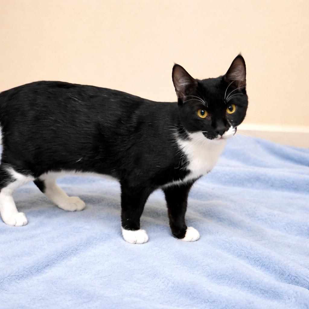 Enlarge Tate, a ADOPTABLE mixed breed in Long Beach, WA image 2/4