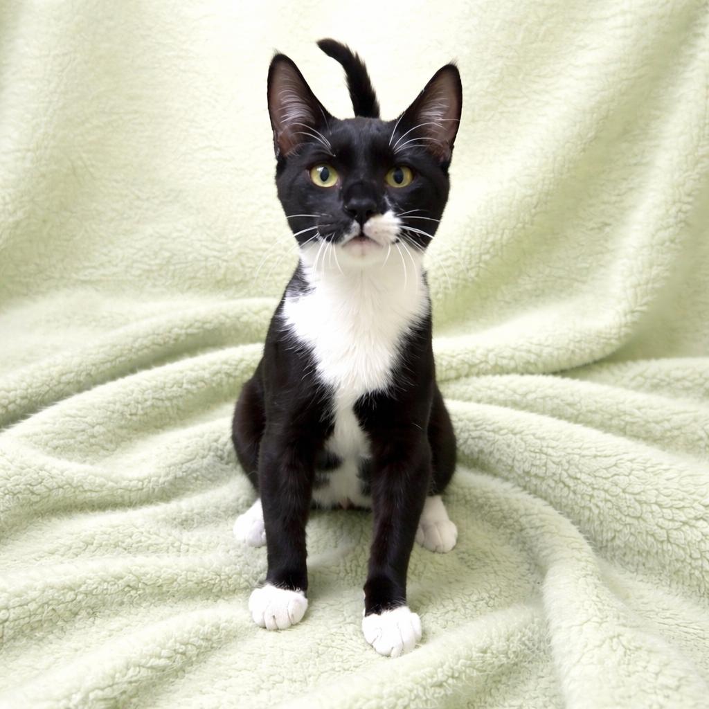 Enlarge Tate, a ADOPTABLE mixed breed in Long Beach, WA image 4/4