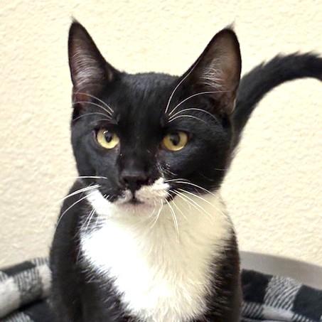 Enlarge Tate, a ADOPTABLE mixed breed in Long Beach, WA image 3/4