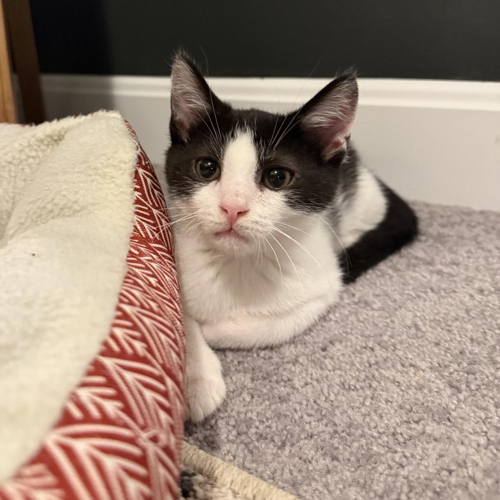 Gene, Adoptable, Young Male Domestic Short Hair.