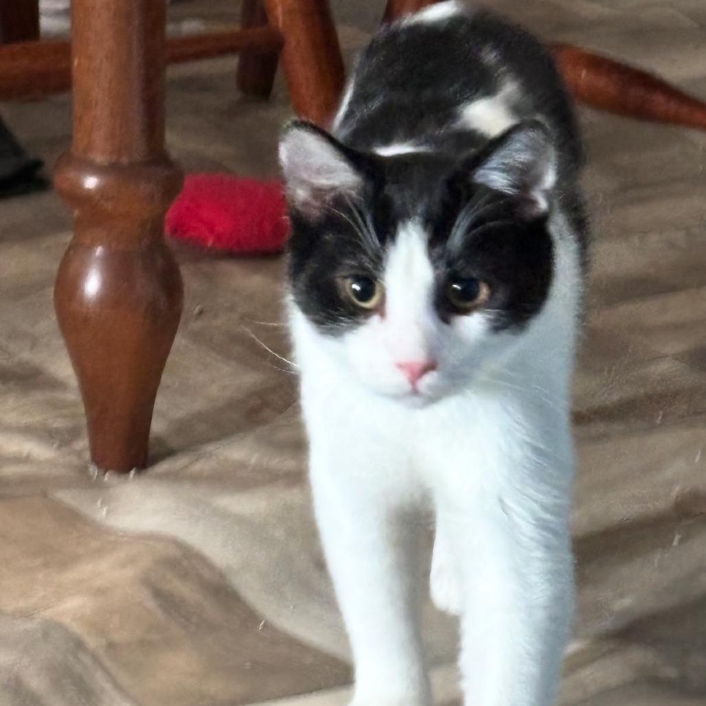 Enlarge Gene, a Adoptable Domestic Short Hair in Greenfield, IN image 2/2