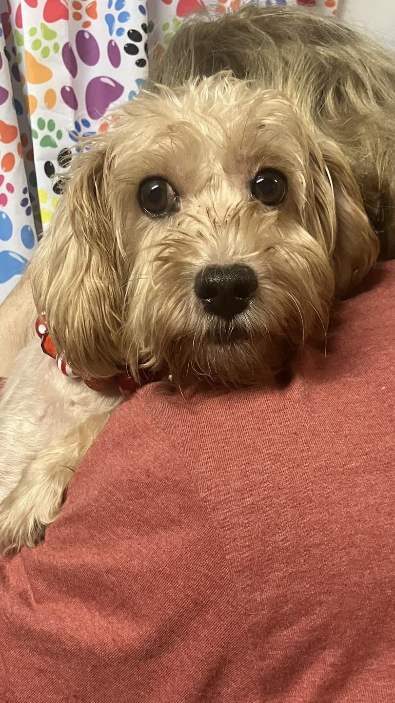 Sophia, an adoptable Schnoodle in Smithville, MO, 64089 | Photo Image 1