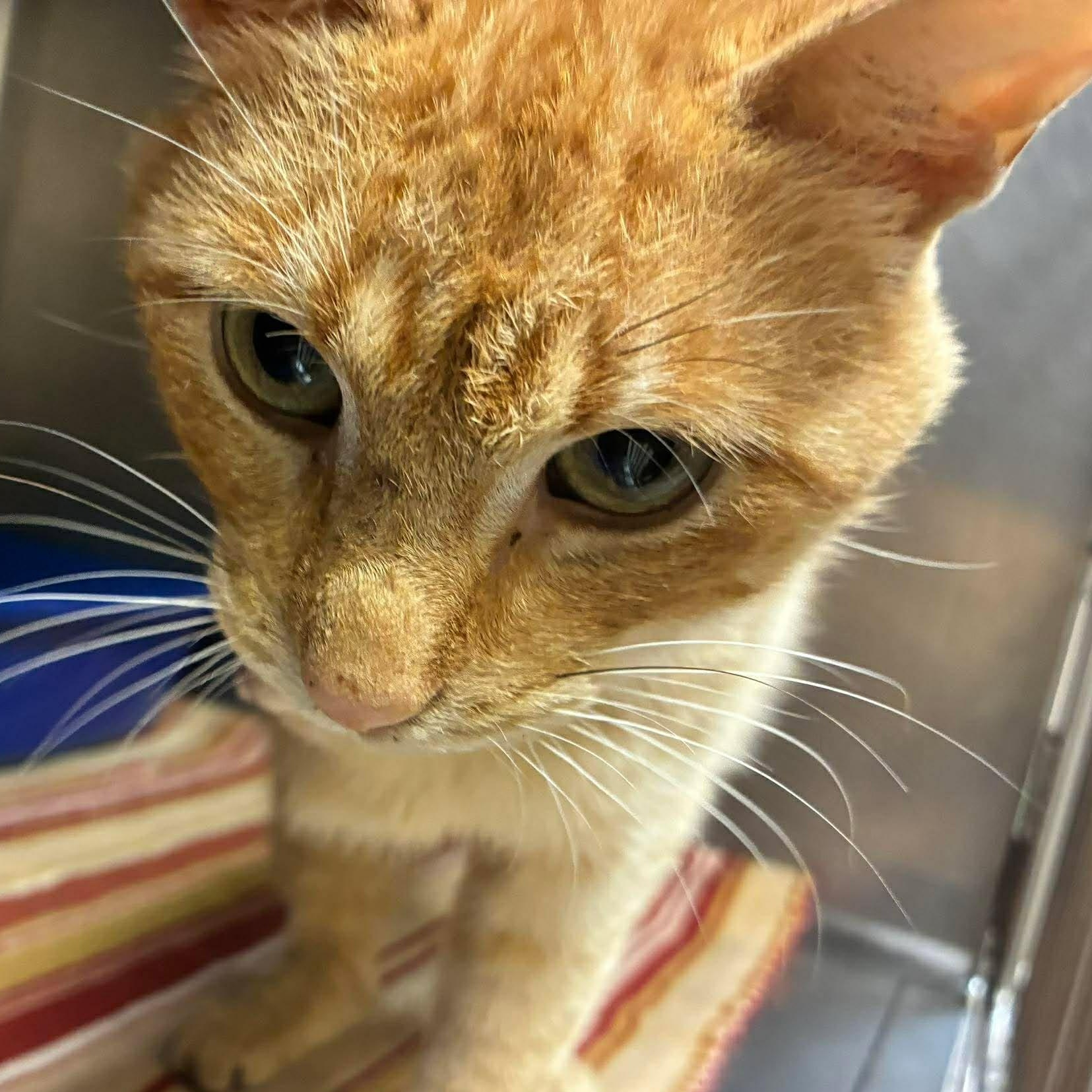 Pegasaurus aka Peggy, adopted, Kitten Male Tabby & Domestic Short Hair.